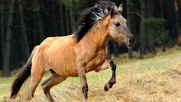 Konik polonez mustang european osos