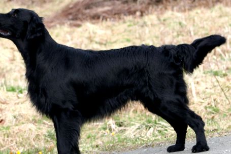 Flatcoated Retriever este un prieten loial și de încredere copoi