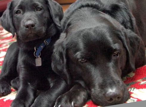 Flatcoated Retriever este un prieten loial și de încredere de încredere