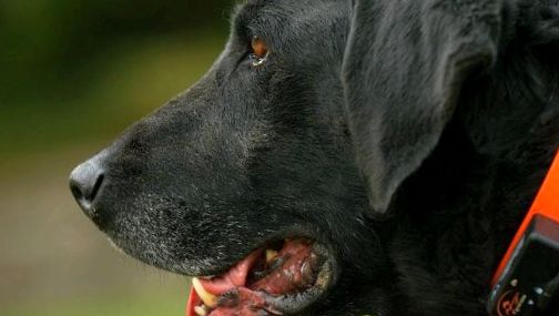 Flatcoated Retriever este un prieten loial și de încredere dreapta