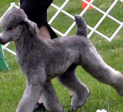 Poodle Animal Encyclopedia pudel