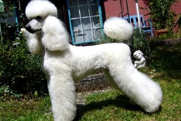 Poodle Animal Encyclopedia enciclopedie