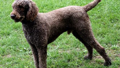 Poodle Animal Encyclopedia pudel