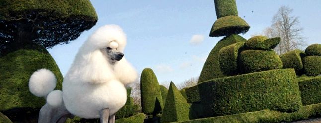 Poodle Animal Encyclopedia câini de apă