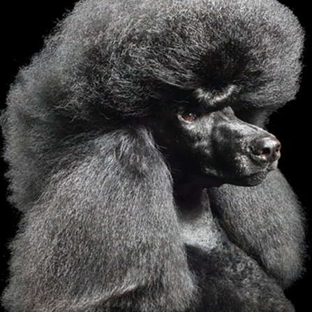 Poodle Animal Encyclopedia enciclopedie