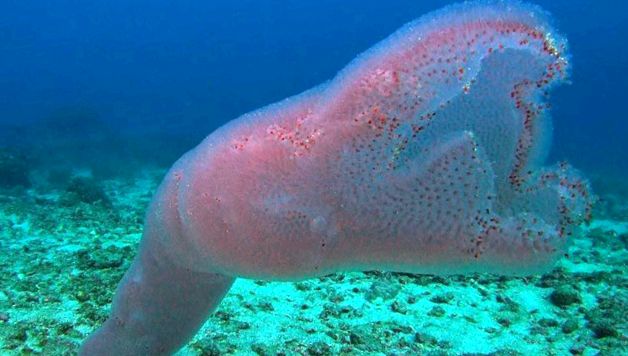 Salps și petarde Enciclopedia animalelor animal