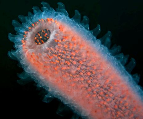 Salps și petarde Enciclopedia animalelor salpe