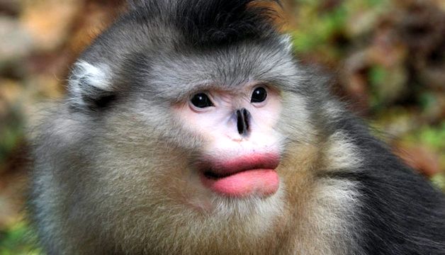 Enciclopedia animalelor Maimuțelor speciile includ