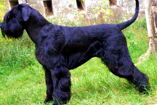 Schnauzer uriaș este cel mai mare reprezentant al schnauzerilor reprezentant
