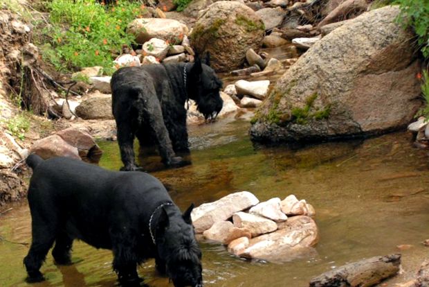 Schnauzer uriaș este cel mai mare reprezentant al schnauzerilor reprezentant