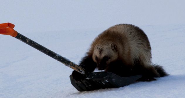 Wolverine este un prădător nesatibil mărimea familiei nevăstuice