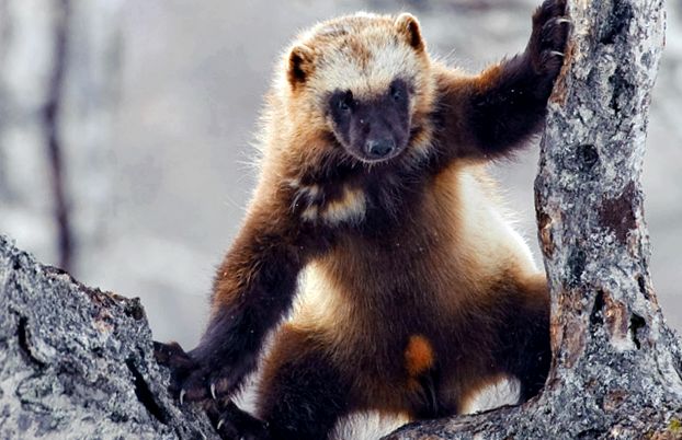 Wolverine este un prădător nesatibil mărimea familiei