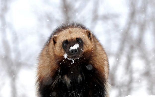 Wolverine este un prădător nesatibil mărimea familiei