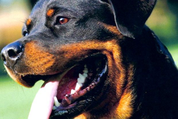Rottweiler este un prieten loial și un paznic de nădejde de încredere