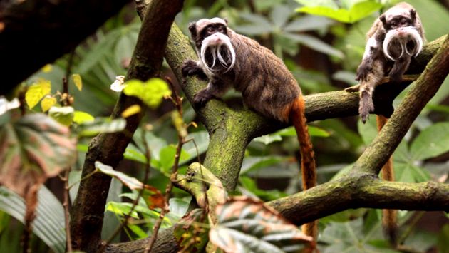 Enciclopedia animalelor Maimuțelor enciclopedie