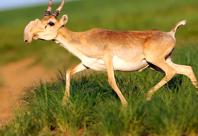 Saiga este cea mai nordică dintre toate antilopele saiga