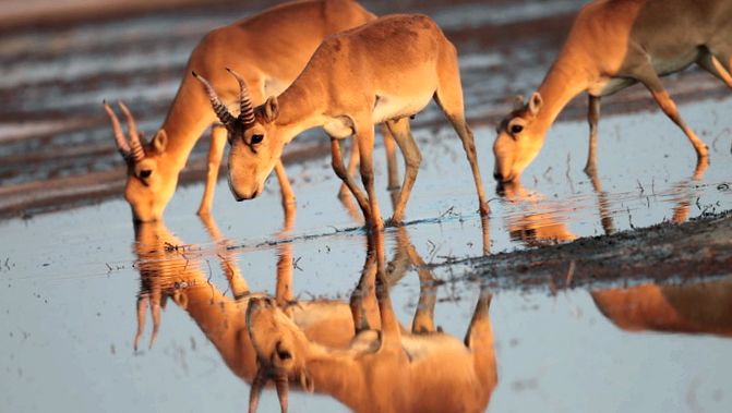 Saiga este cea mai nordică dintre toate antilopele de Nord