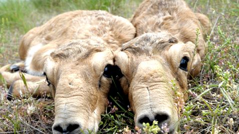 Saiga este cea mai nordică dintre toate antilopele saiga
