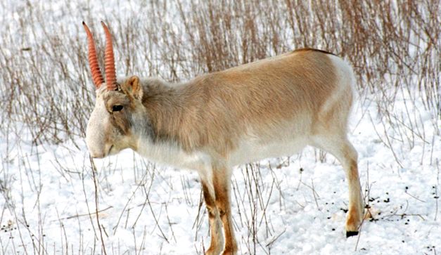 Saiga este cea mai nordică dintre toate antilopele întreg