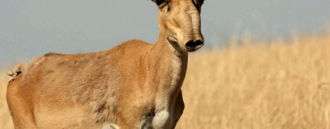 Saiga este cea mai nordică dintre toate antilopele de Nord