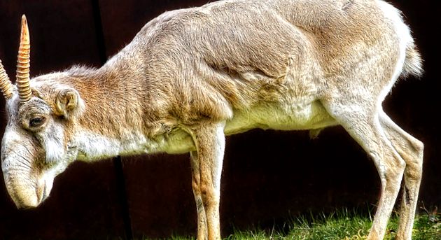 Saiga este cea mai nordică dintre toate antilopele de Nord