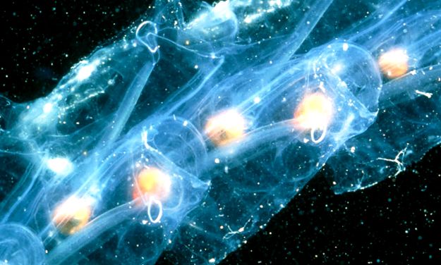 Salps și petarde Enciclopedia animalelor salp pyros