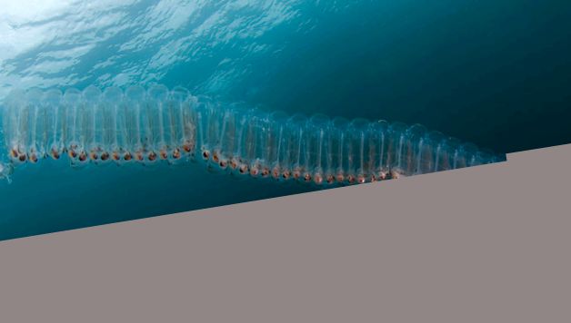 Salps și petarde Enciclopedia animalelor salp pyros