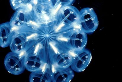 Salps și petarde Enciclopedia animalelor enciclopedie