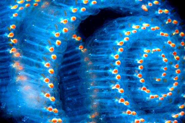 Salps și petarde Enciclopedia animalelor salp pyros