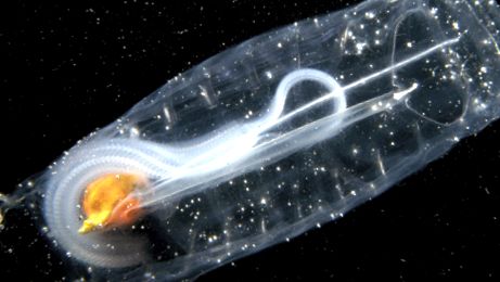 Salps și petarde Enciclopedia animalelor salp pyros