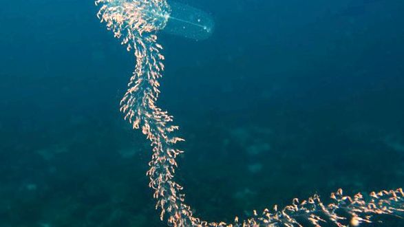 Salps și petarde Enciclopedia animalelor animal