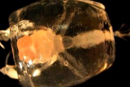 Salps și petarde Enciclopedia animalelor aceste animale