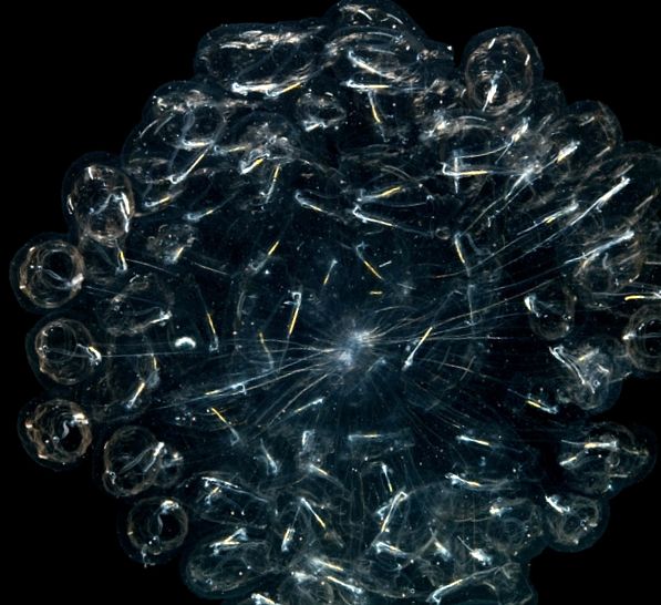Salps și petarde Enciclopedia animalelor aceste animale