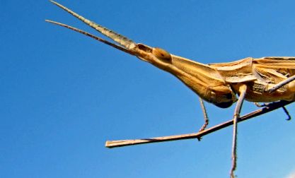 Enciclopedia Locust Animal aceste insecte