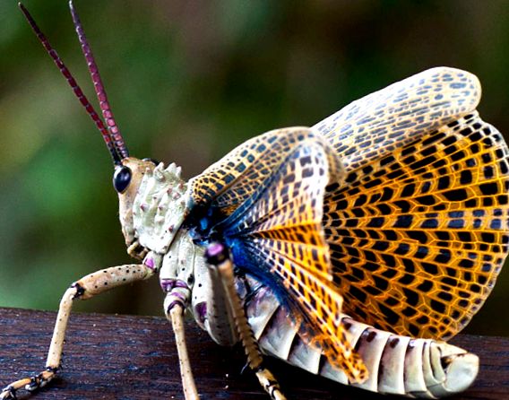 Enciclopedia Locust Animal specii de lăcuste