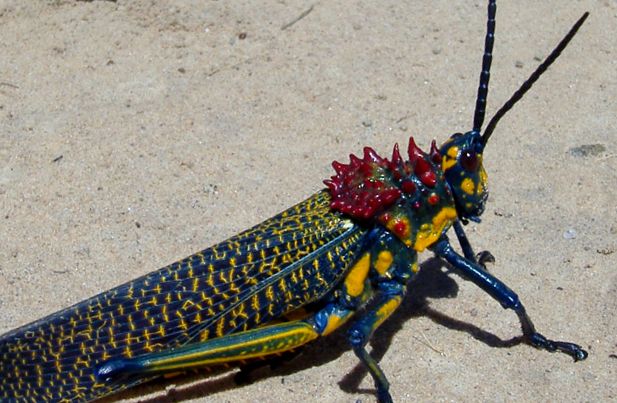 Enciclopedia Locust Animal lăcustă