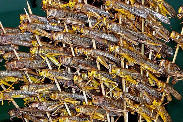 Enciclopedia Locust Animal aceste insecte