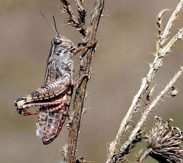 Enciclopedia Locust Animal animal