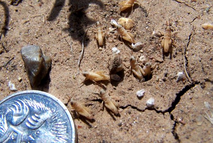 Enciclopedia Locust Animal lăcustă