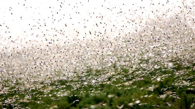 Enciclopedia Locust Animal animal