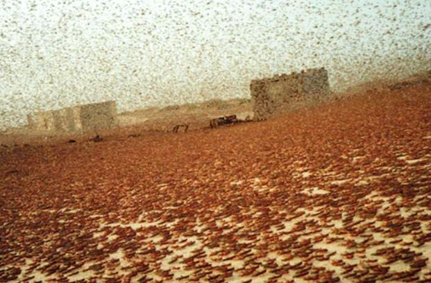 Enciclopedia Locust Animal lăcustă