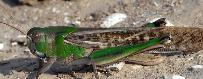 Enciclopedia Locust Animal enciclopedie
