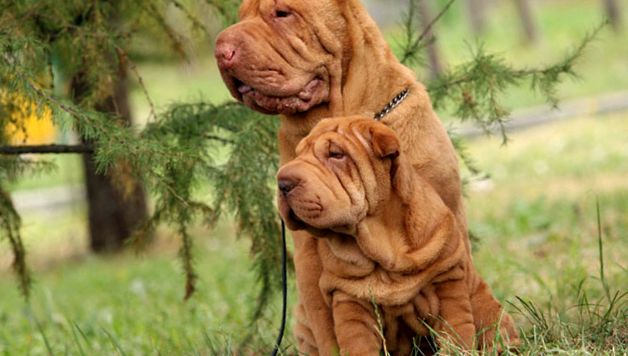 Shar Pei - câine ondulat una dintre cele mai