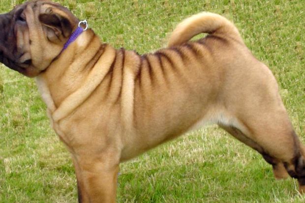 Shar Pei - câine ondulat una dintre cele mai