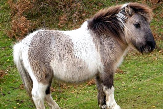 Shetland Pony - Babe cu sufletul unui cal mare ponei