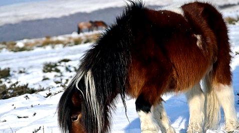 Shetland Pony - Babe cu sufletul unui cal mare Shetland