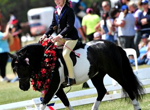Shetland Pony - Babe cu sufletul unui cal mare Shetland