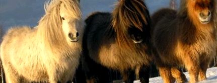 Shetland Pony - Prunc cu sufletul unui cal mare chit