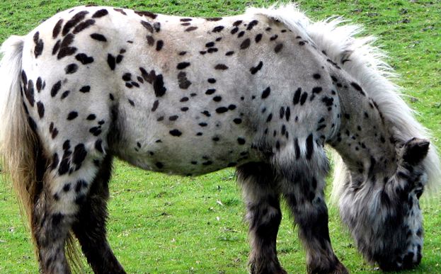 Shetland Pony - Prunc cu sufletul unui cal mare Shetland