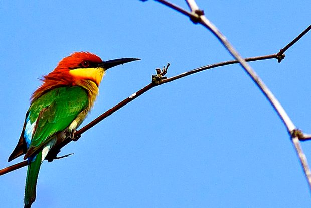 Consumatorii de albine sunt păsări strălucitoare ale tropicelor și nu numai pasăre